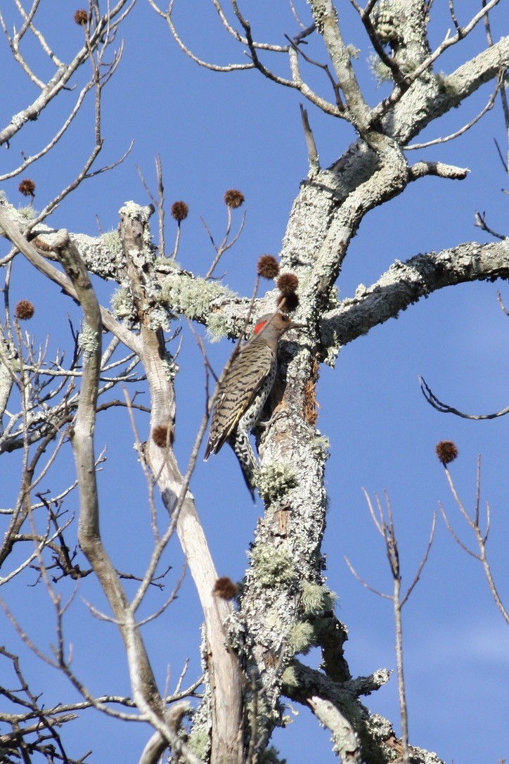 Northern Flicker - Richard  Lechleitner