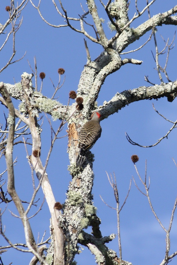 Northern Flicker - Richard  Lechleitner