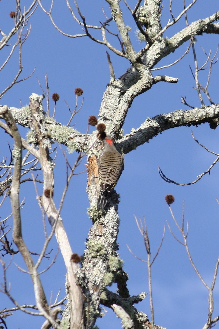 Northern Flicker - ML273330441