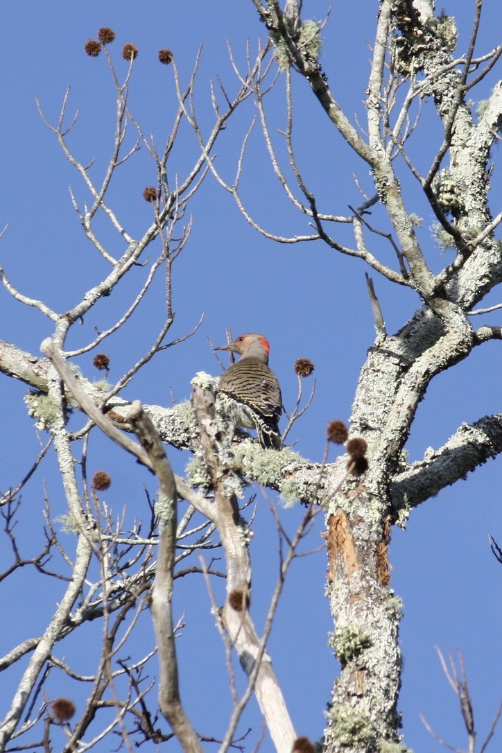 Northern Flicker - Richard  Lechleitner