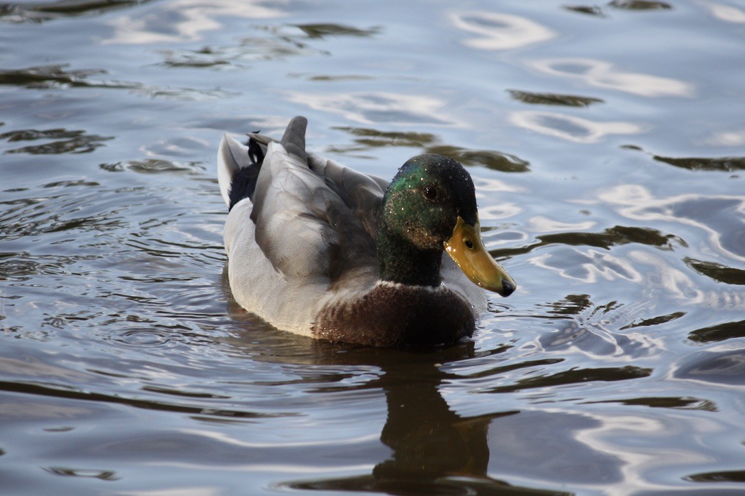 Mallard (Domestic type) - Richard  Lechleitner