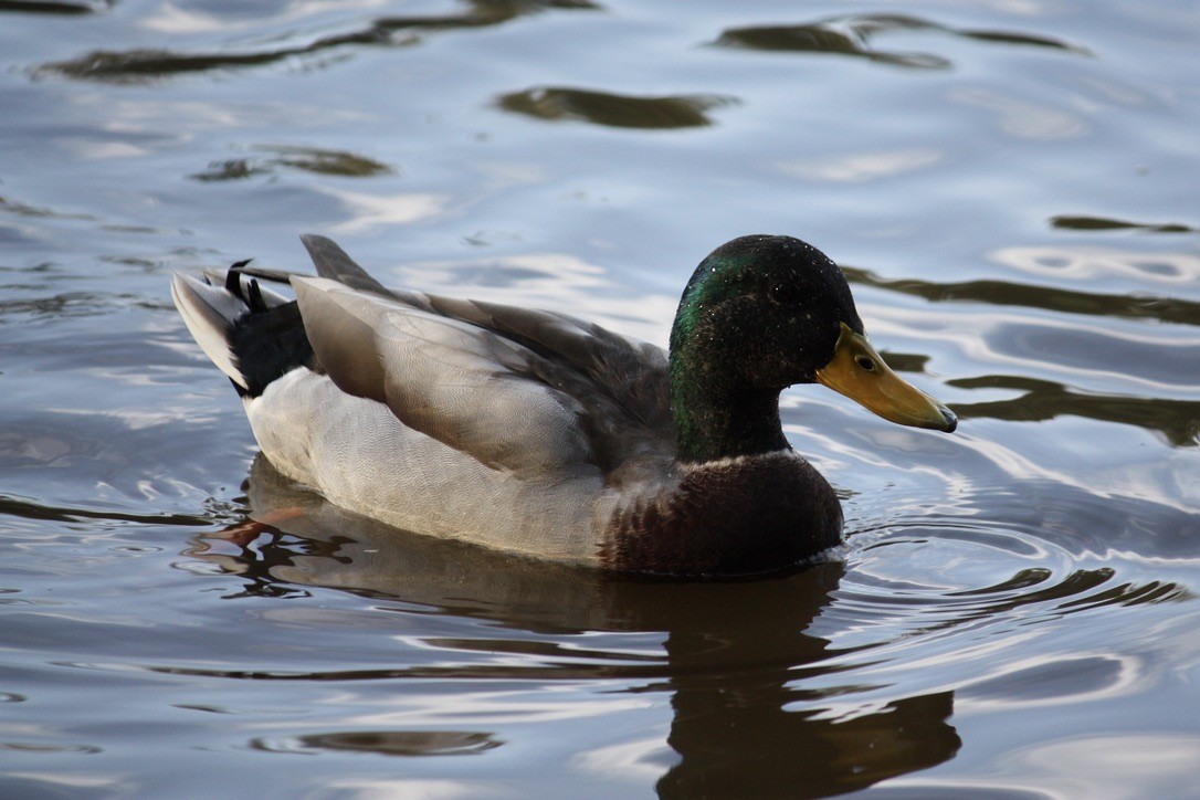 Mallard (Domestic type) - Richard  Lechleitner