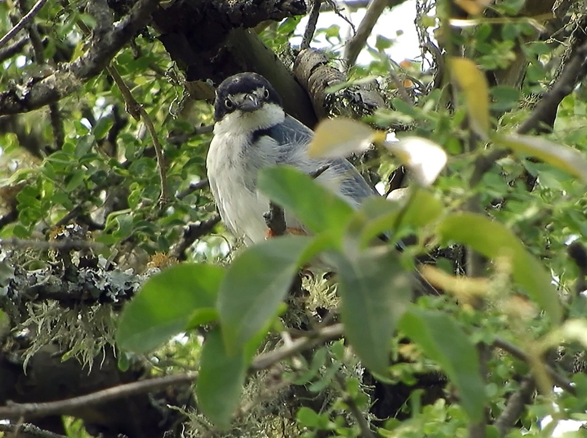 Hooded Tanager - ML273332151