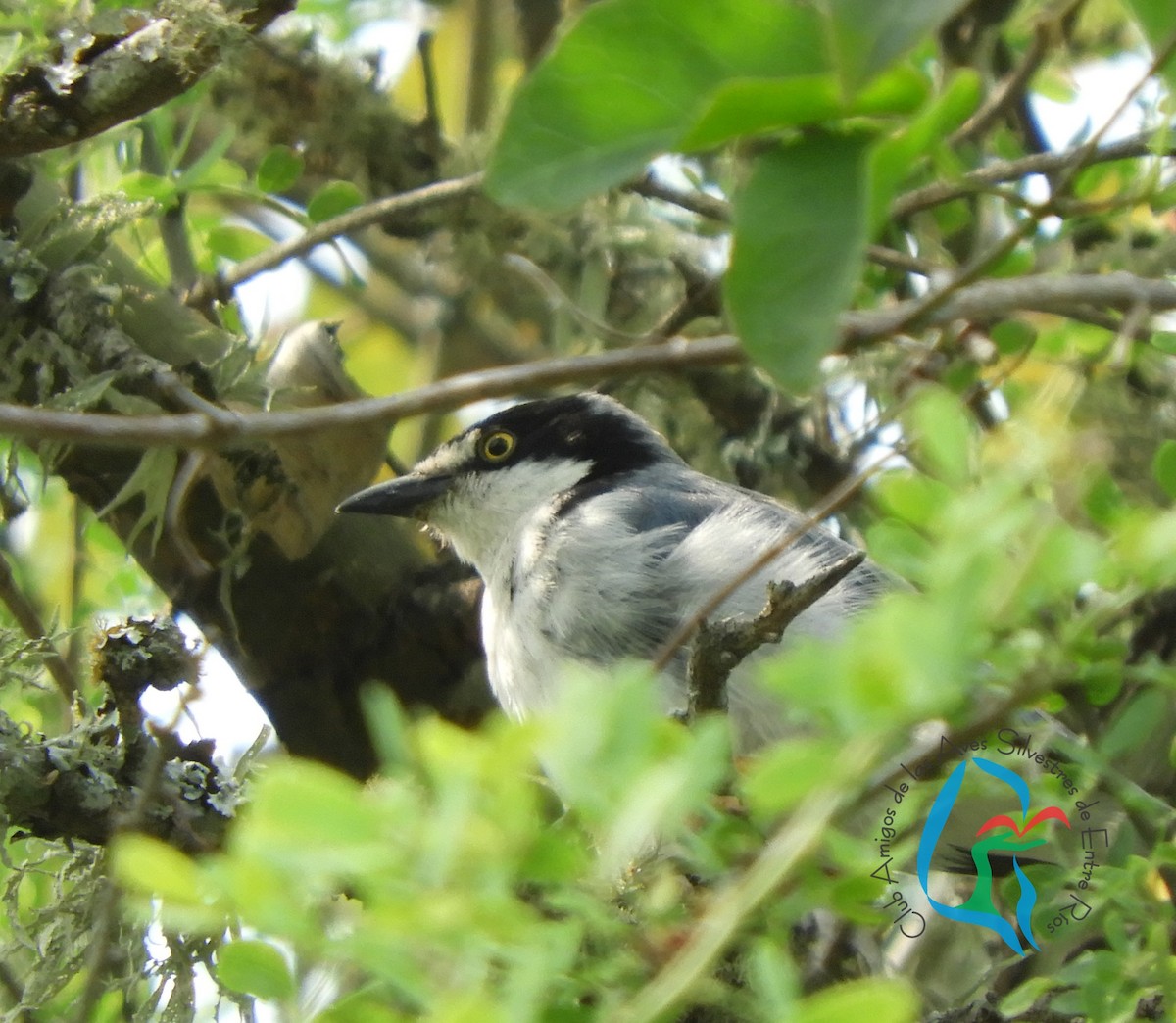 Hooded Tanager - Silvina Mariana Verón