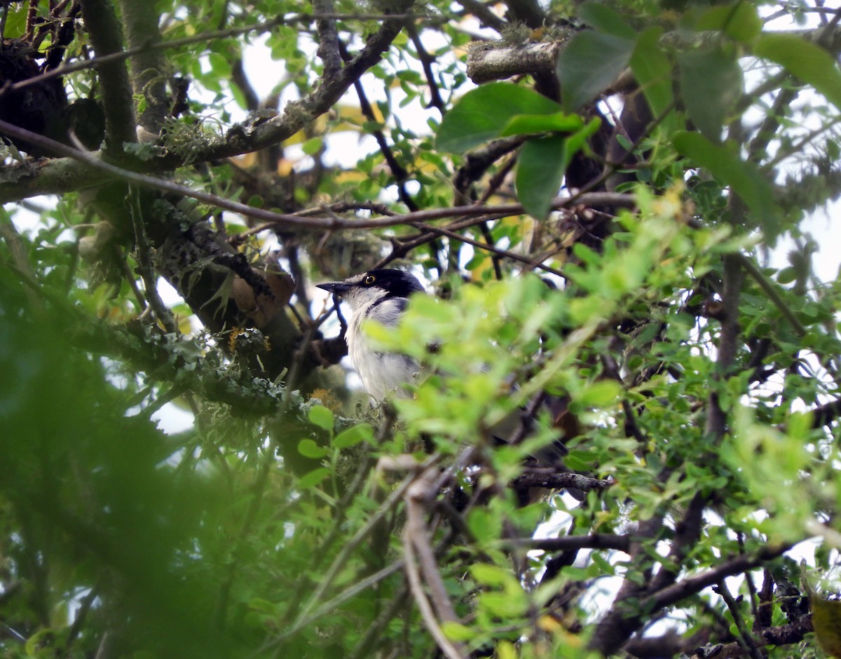 Hooded Tanager - ML273332271