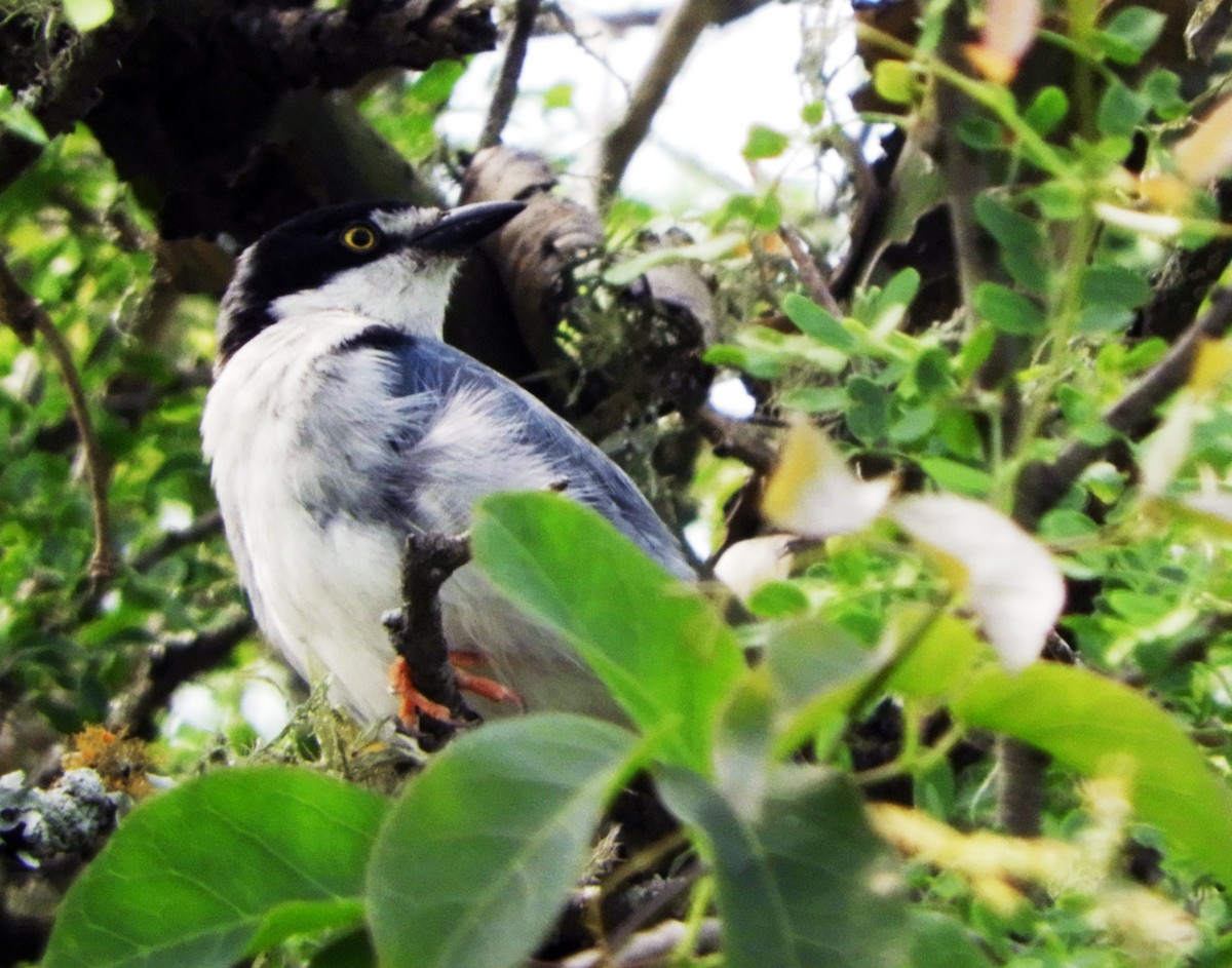 Hooded Tanager - ML273332291