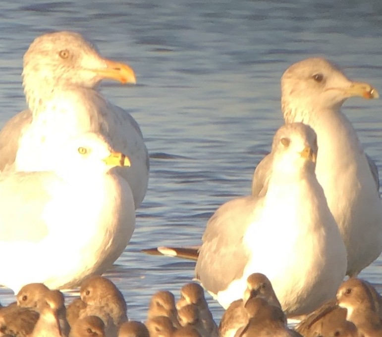 Gaviota Argéntea (americana) - ML273333431