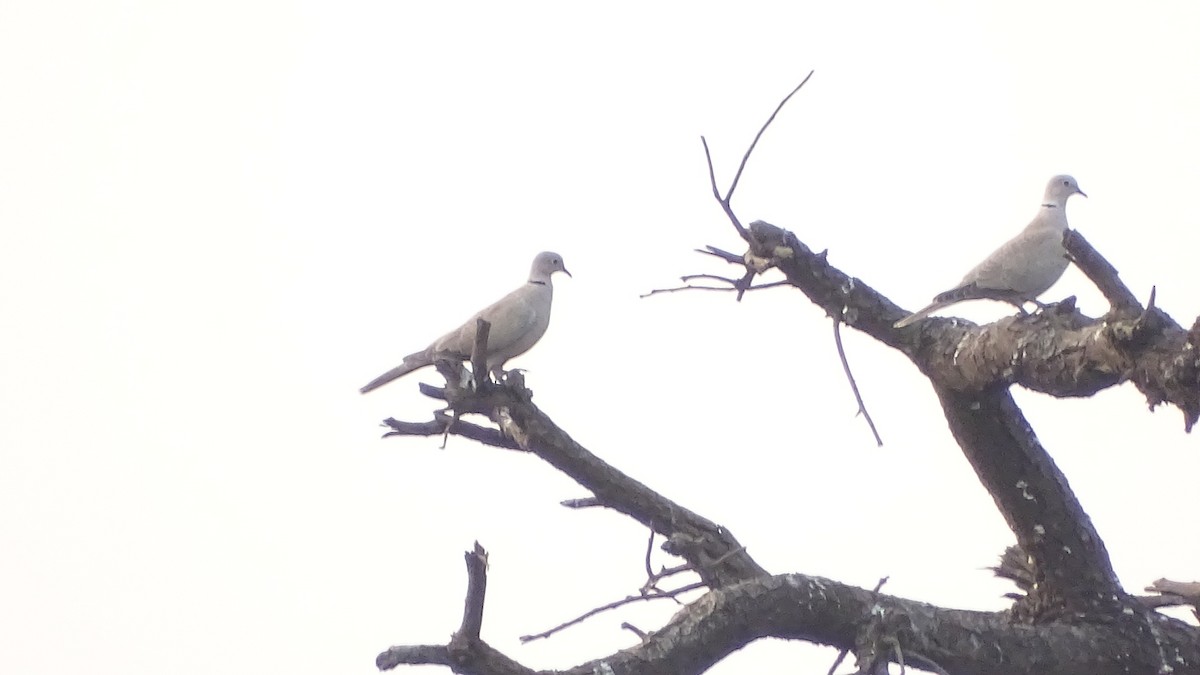 Eurasian Collared-Dove - ML273333761