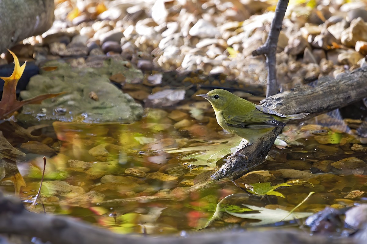Tennessee Warbler - ML273334851