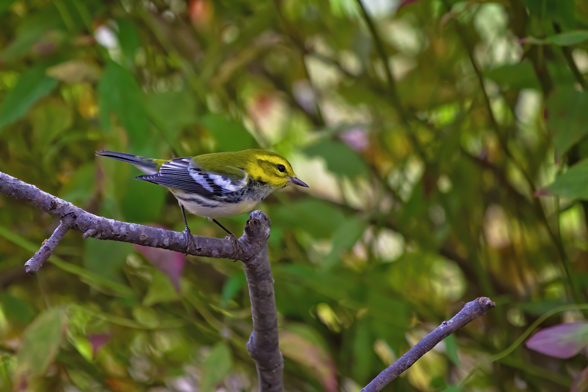 Black-throated Green Warbler - ML273334931
