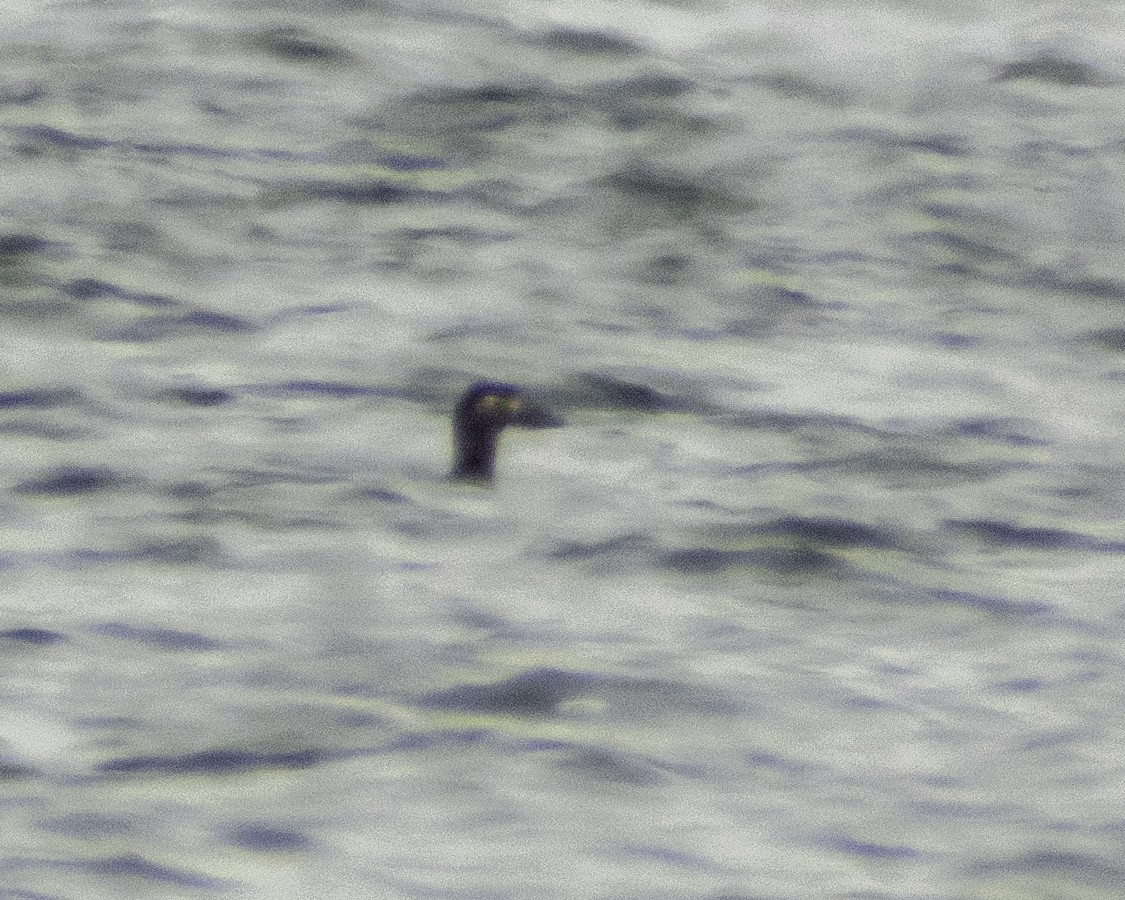 Surf Scoter - ML273334951