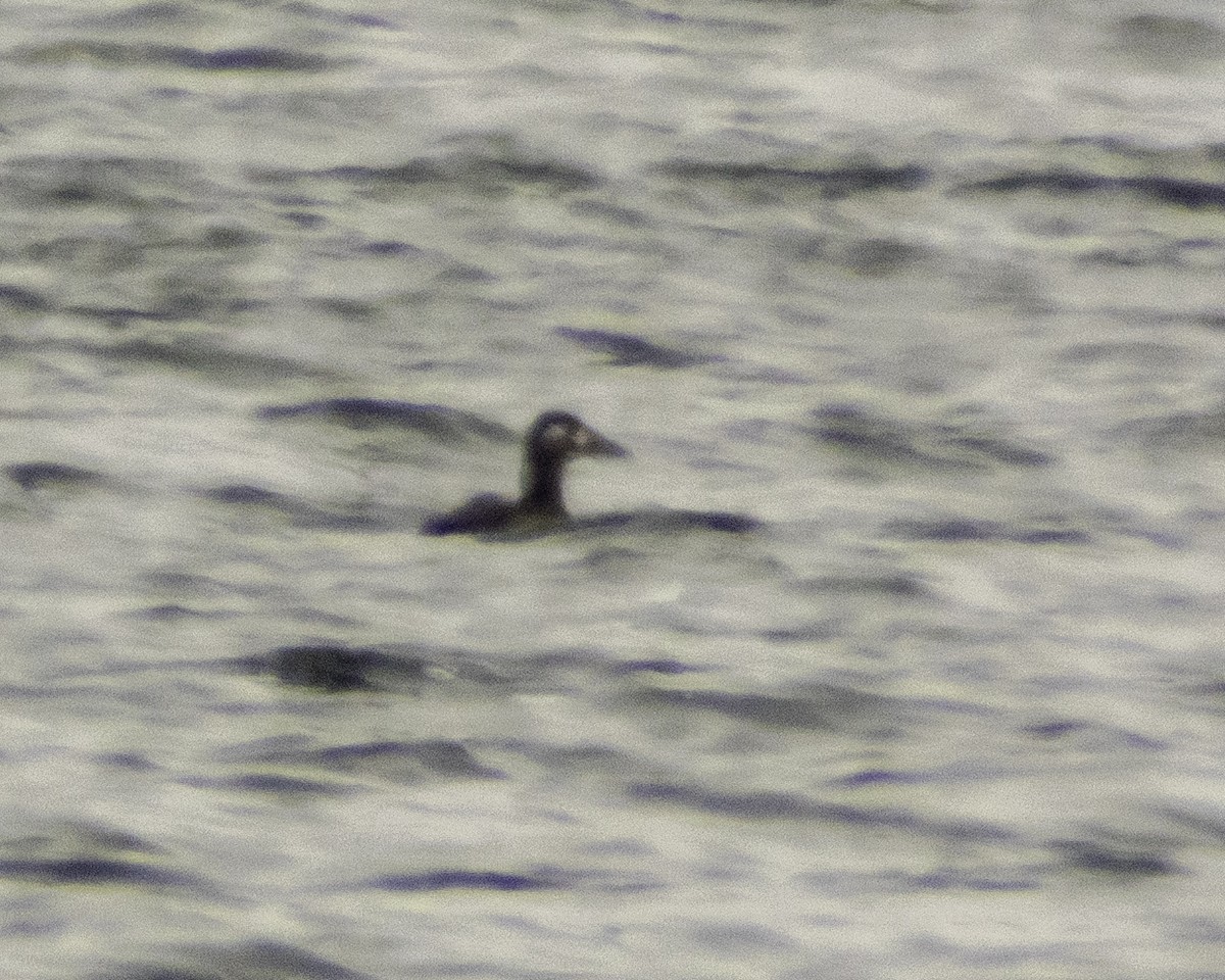 Surf Scoter - ML273334961