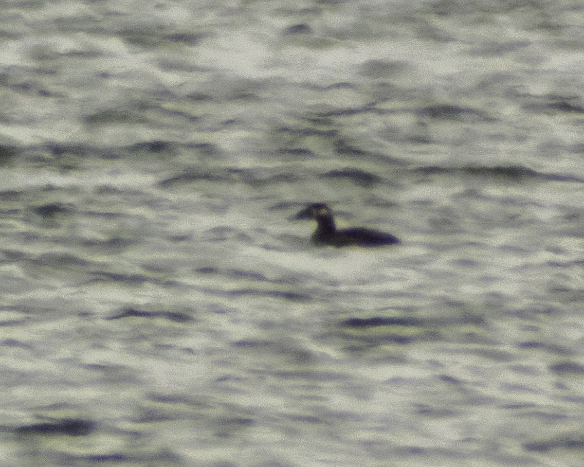 Surf Scoter - ML273334981