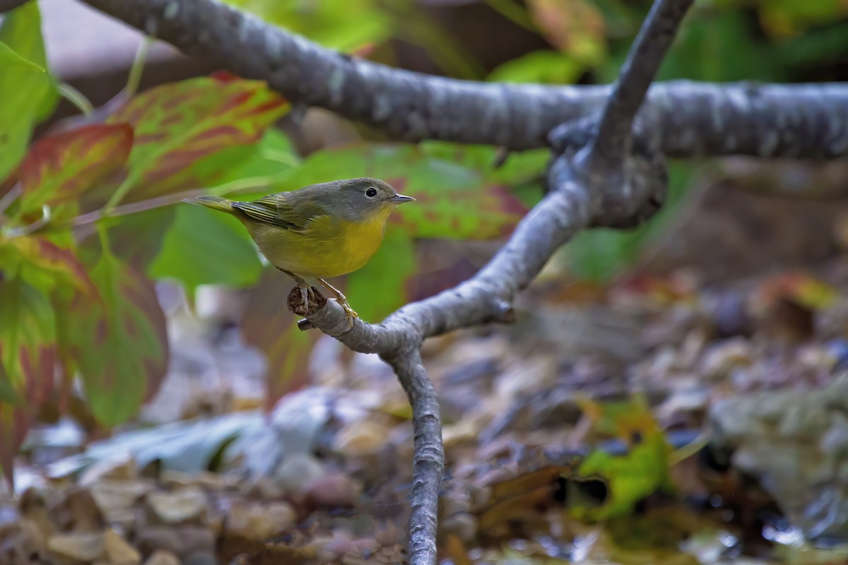 Nashville Warbler - ML273335131