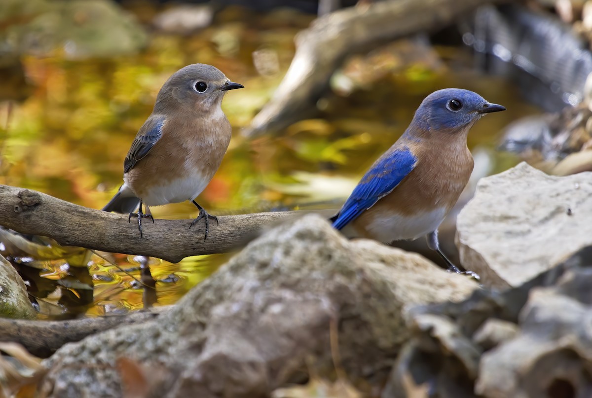 Eastern Bluebird - ML273335281