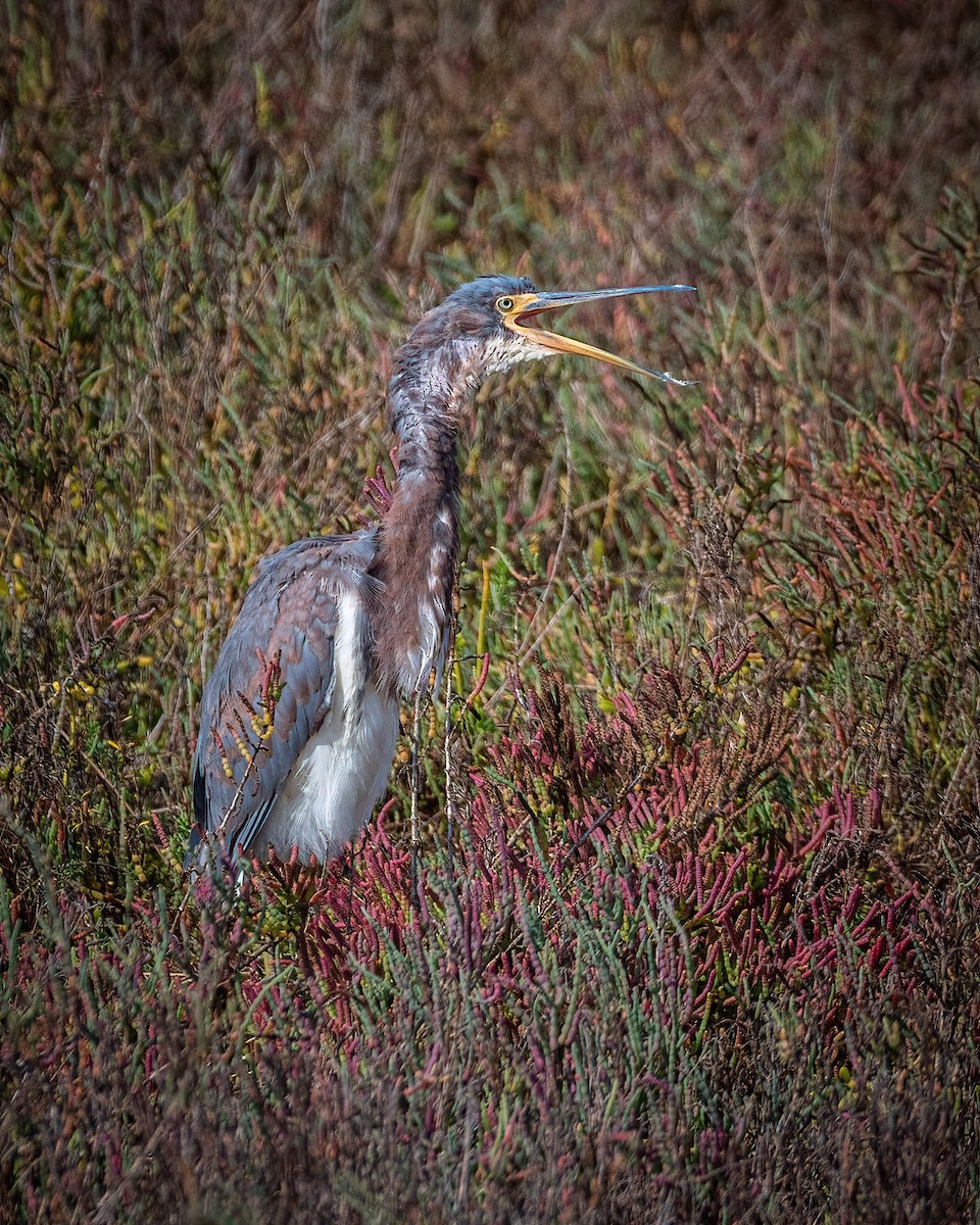 Tricolored Heron - ML273335291