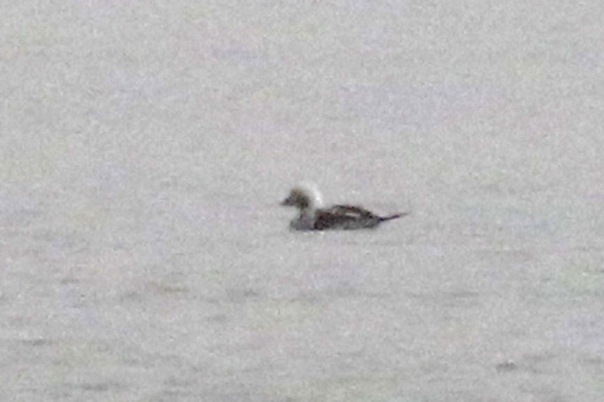 Long-tailed Duck - ML273335611