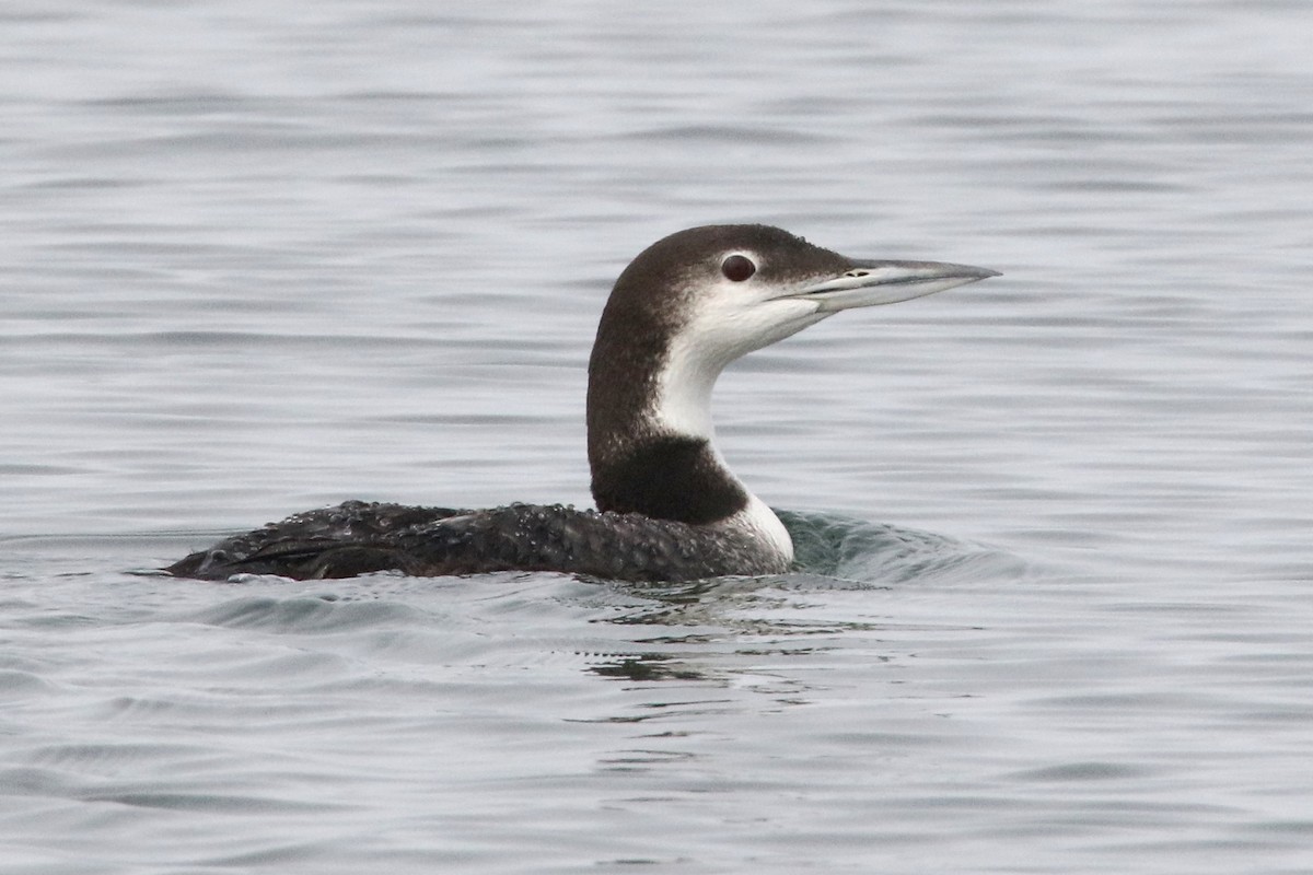 Common Loon - ML273335661