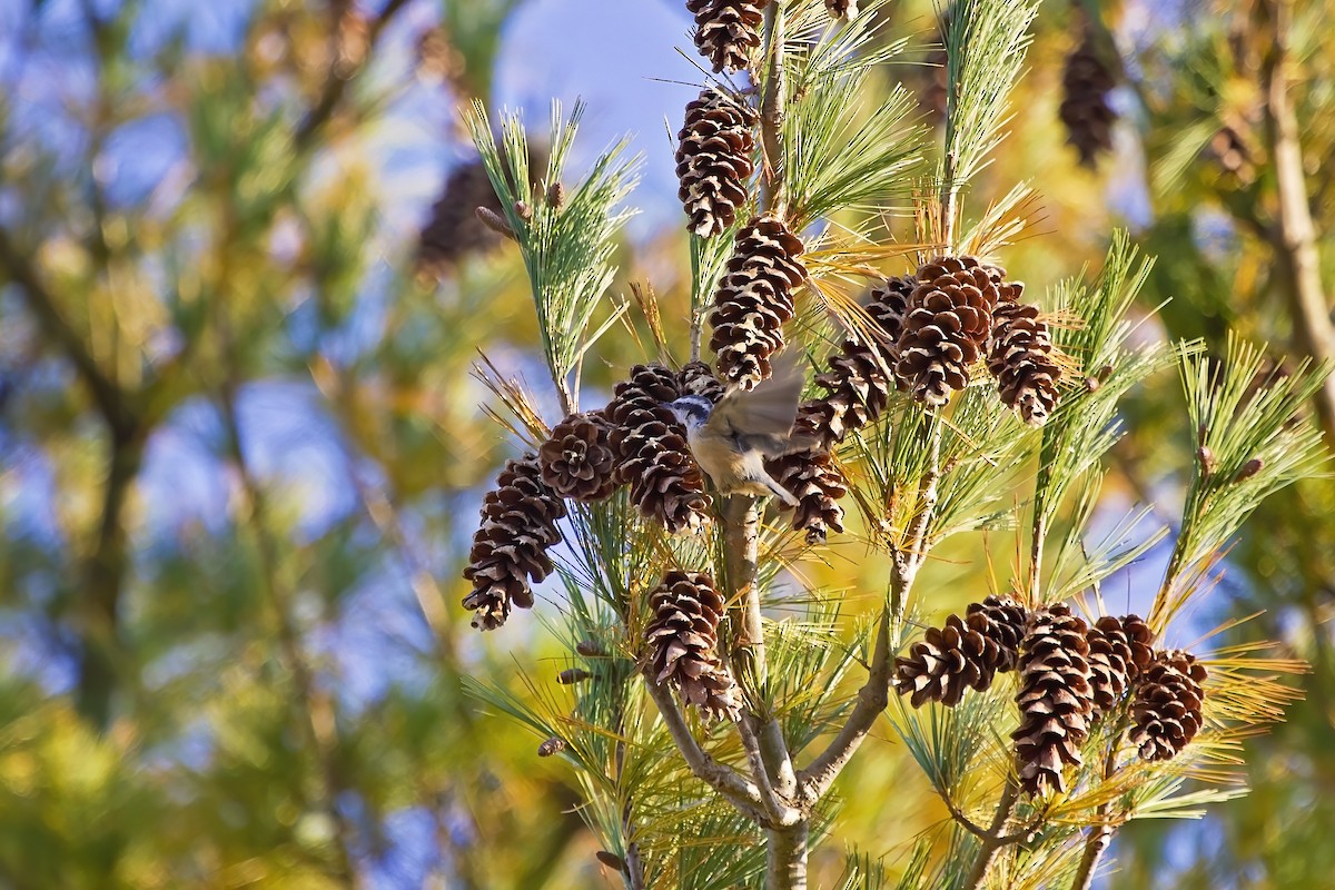 Red-breasted Nuthatch - ML273336731