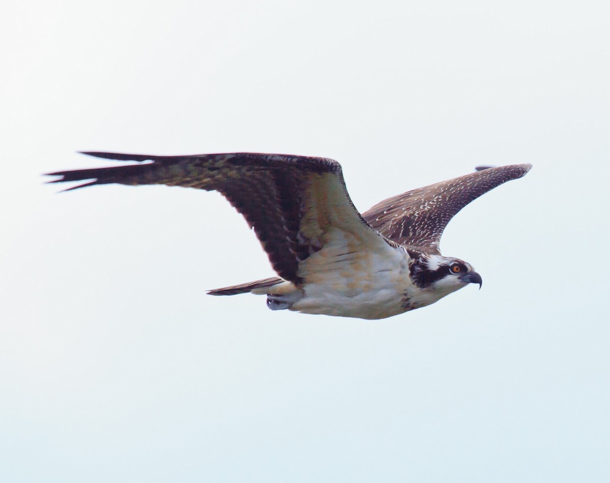 Balbuzard pêcheur - ML273336951