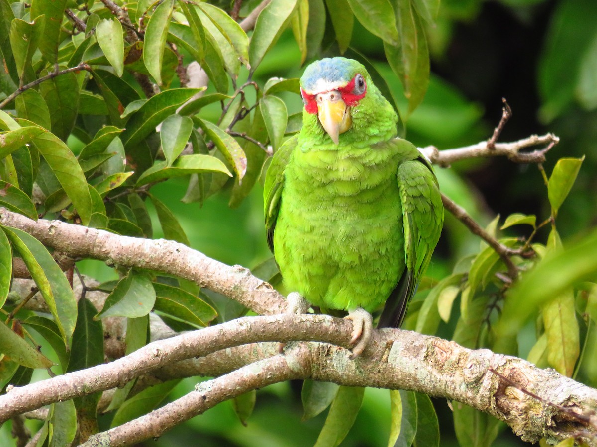 White-fronted Parrot - ML273340941