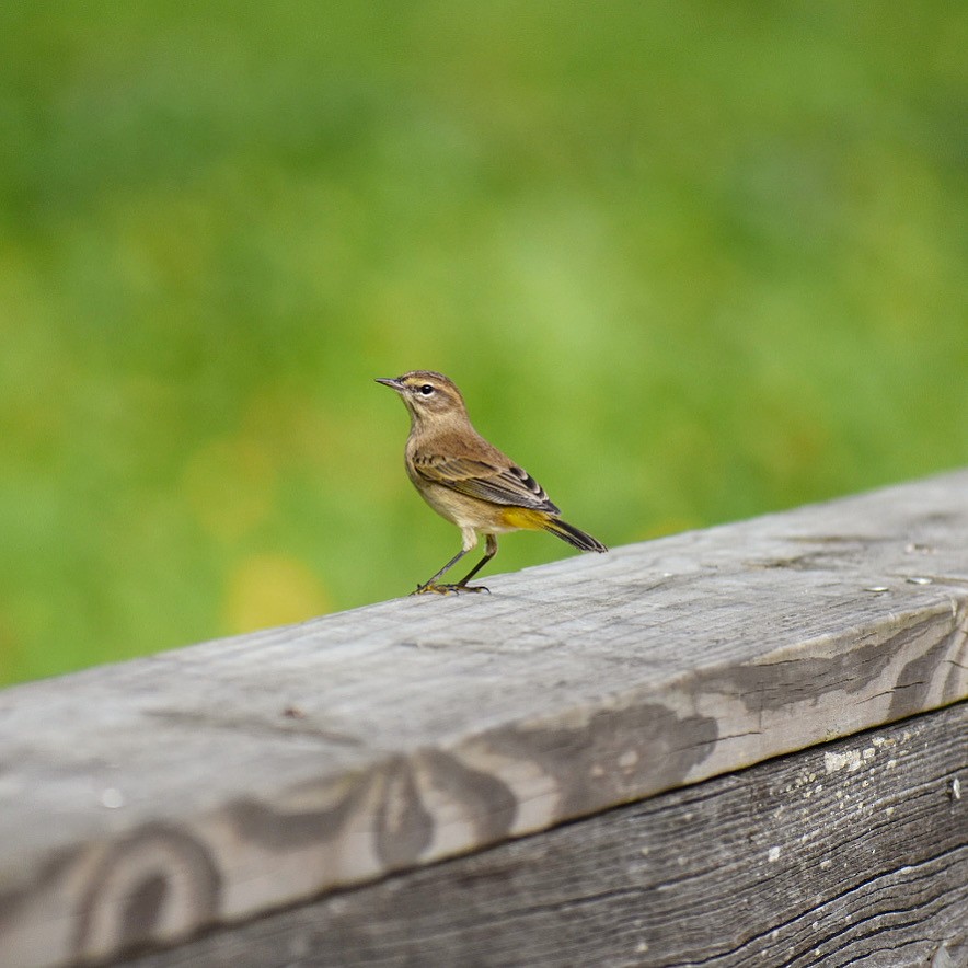 Palm Warbler - ML273341131