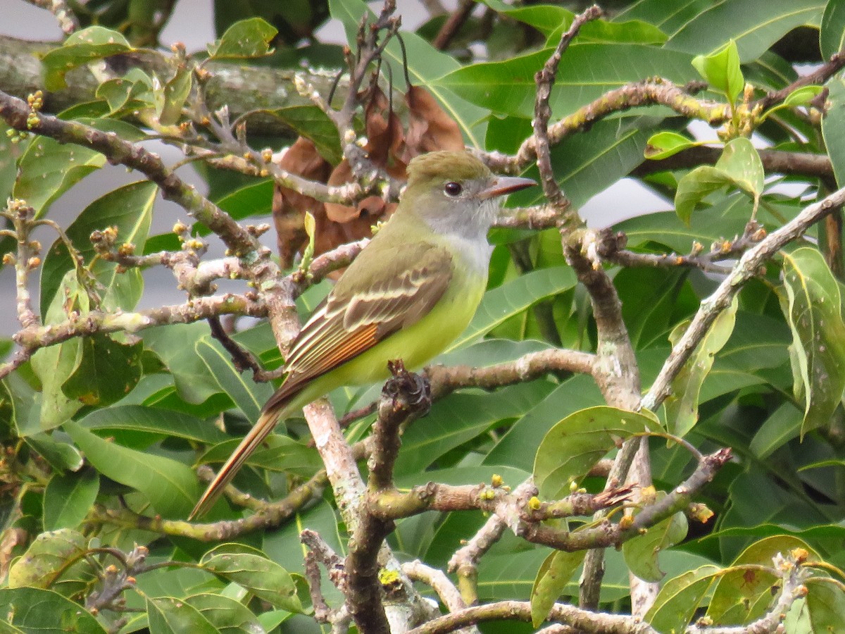 Great Crested Flycatcher - Carlos Sandoval