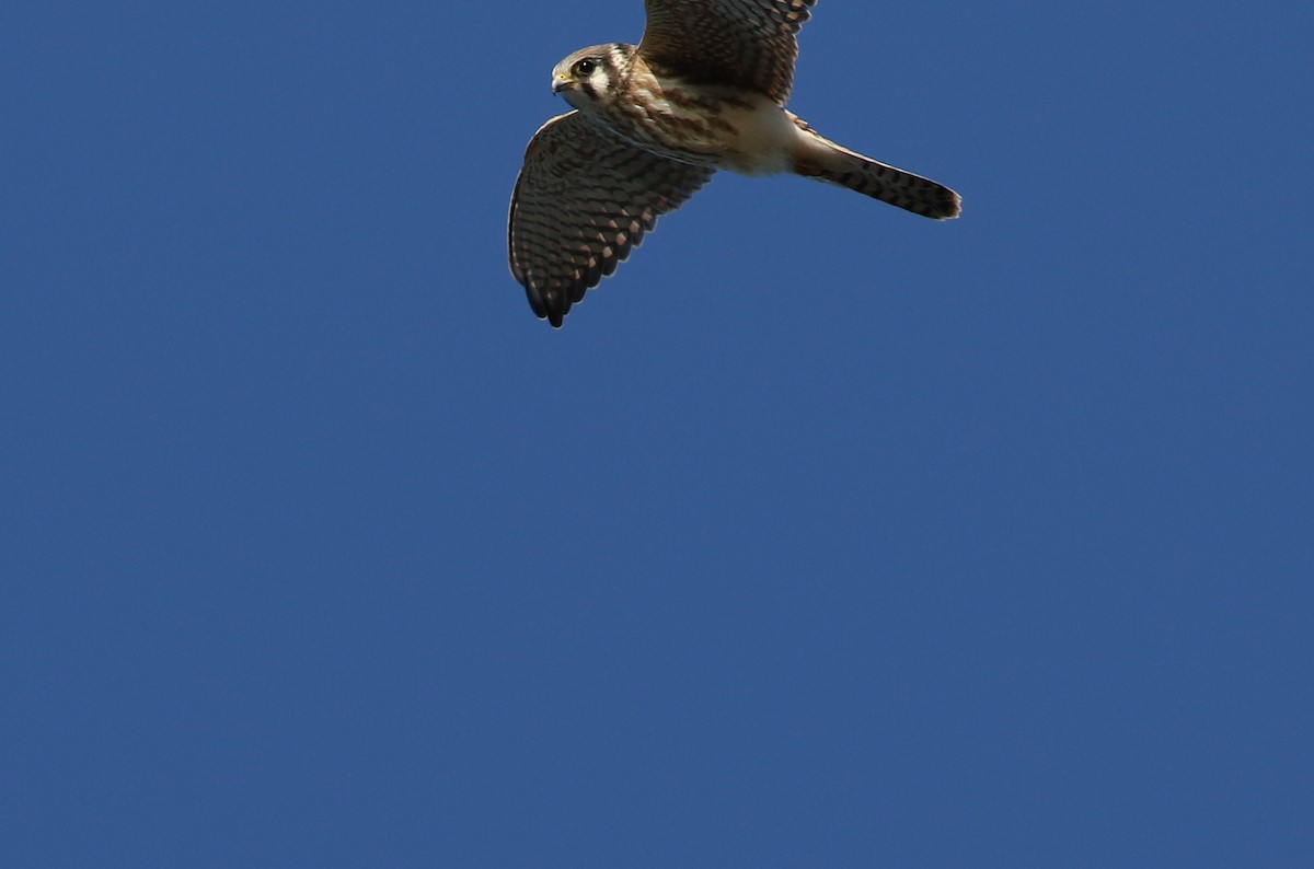 American Kestrel - ML273342041