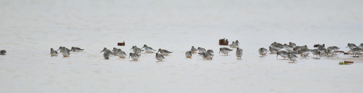 Dunlin - ML273343191