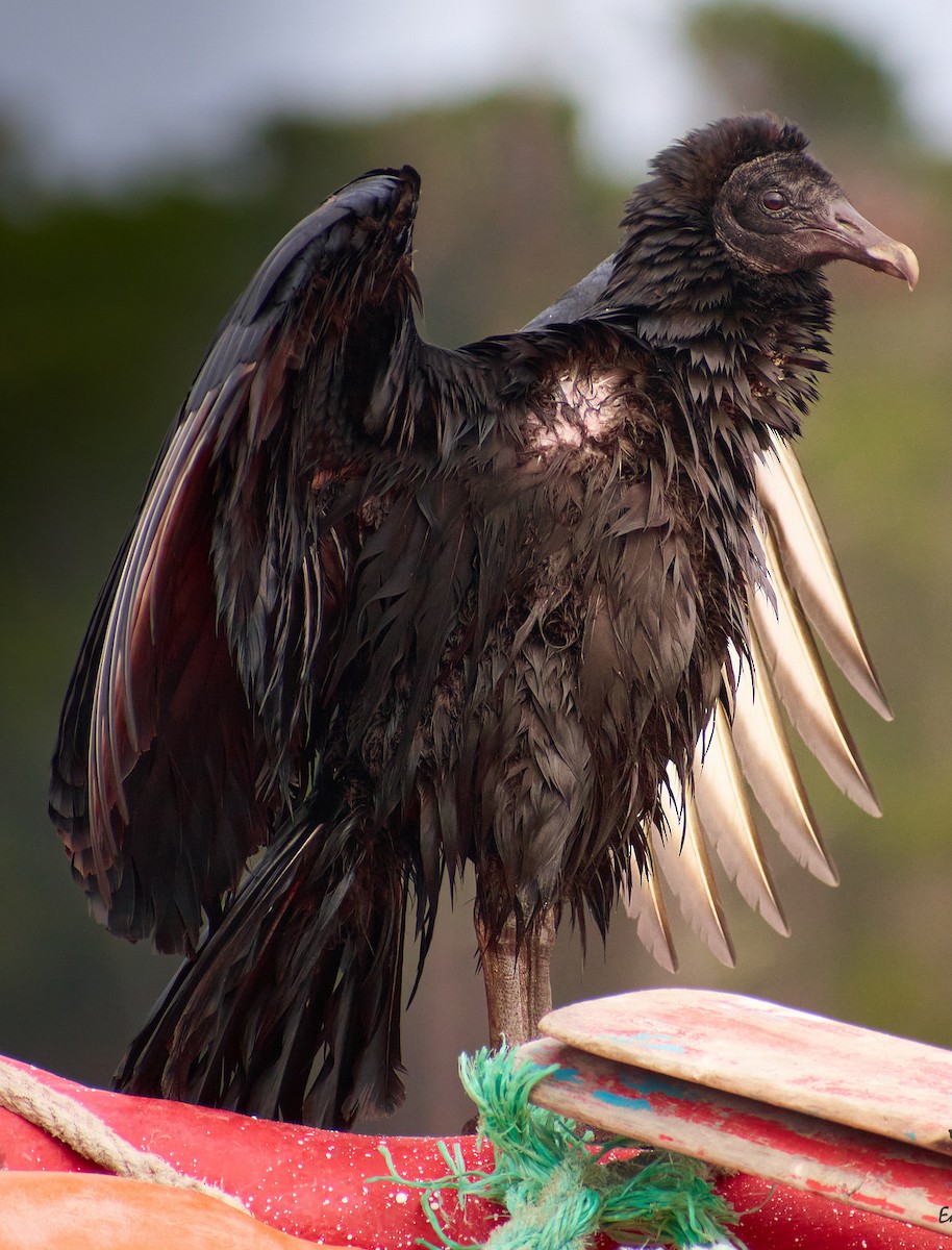 Black Vulture - Eduardo Opazo M. - Emplumados_