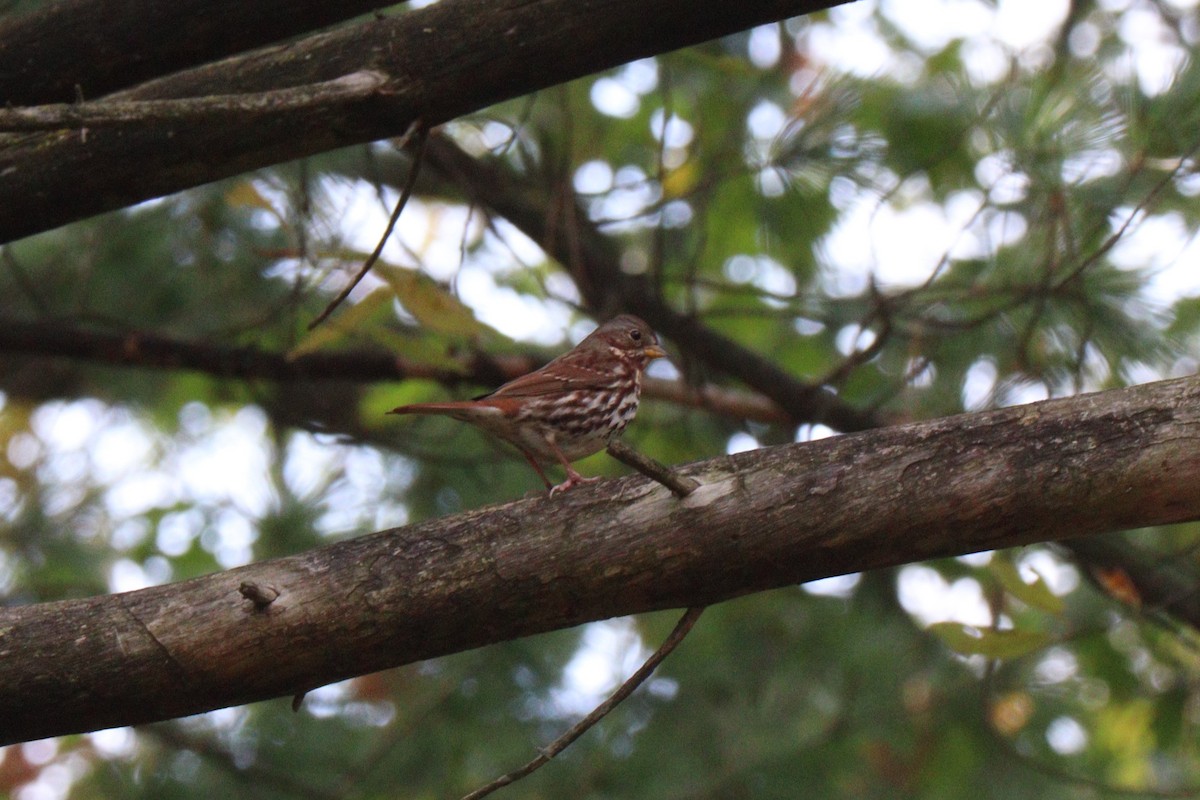 Fox Sparrow - ML273344091