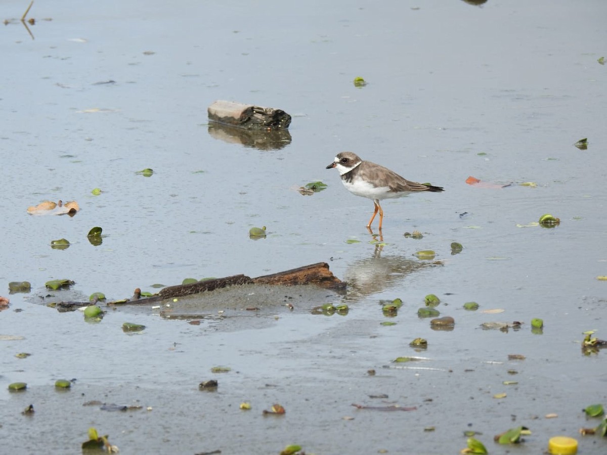 Semipalmated Plover - ML273344791