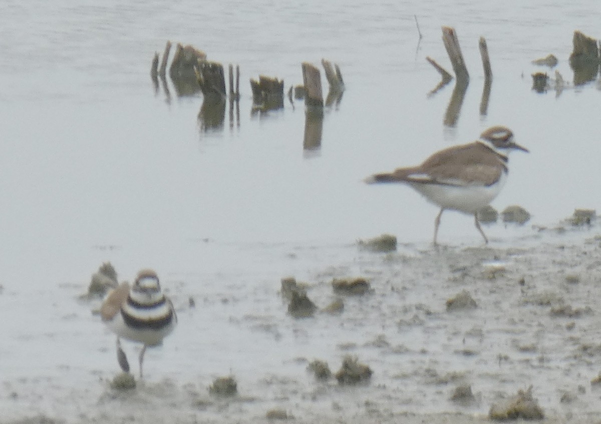 Killdeer - ML273345631