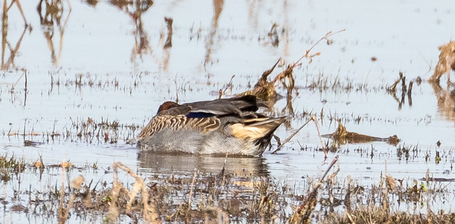 Green-winged Teal - ML273347071