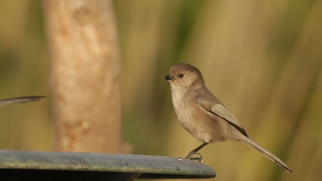 Bushtit (Pacific) - ML273347511