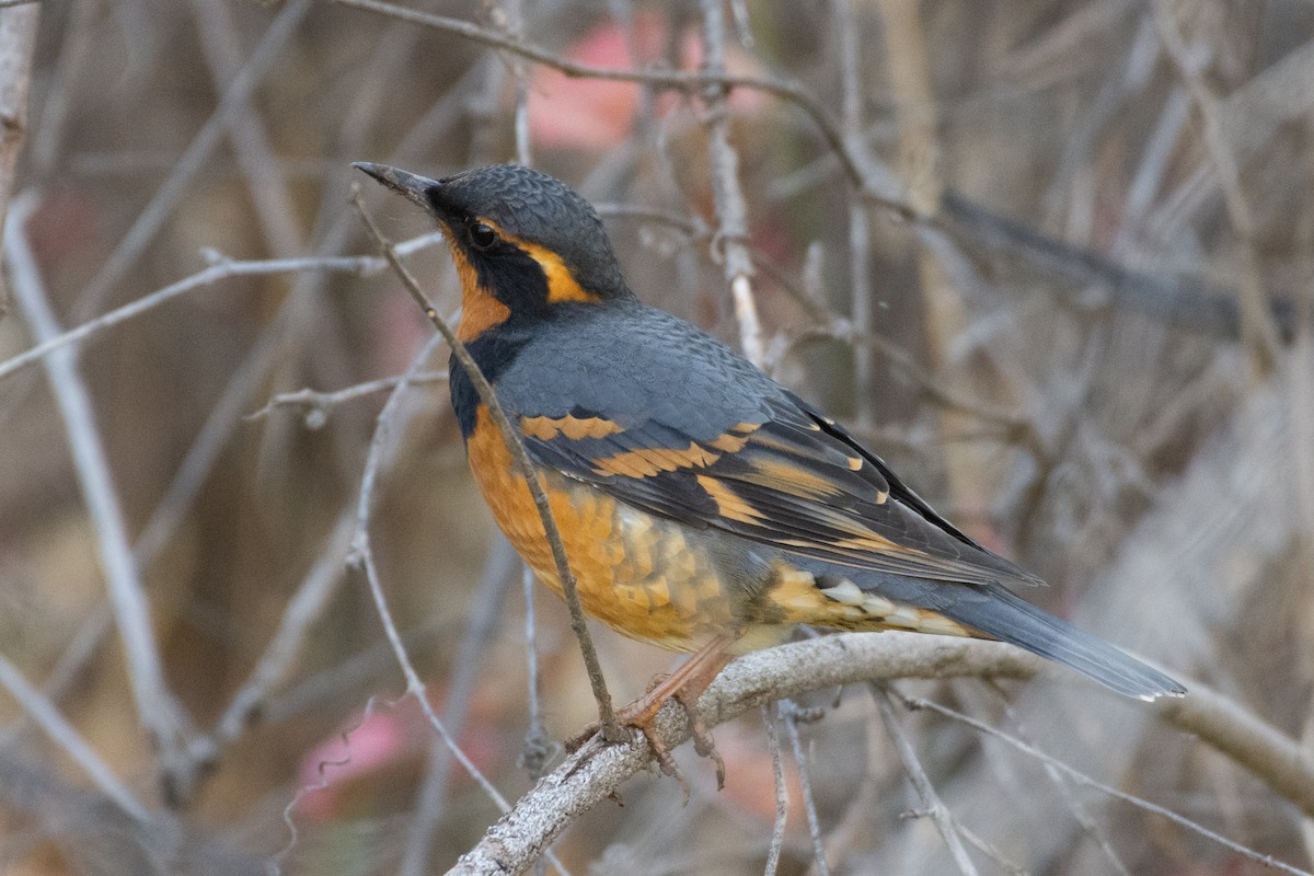 Varied Thrush - Owen Sinkus