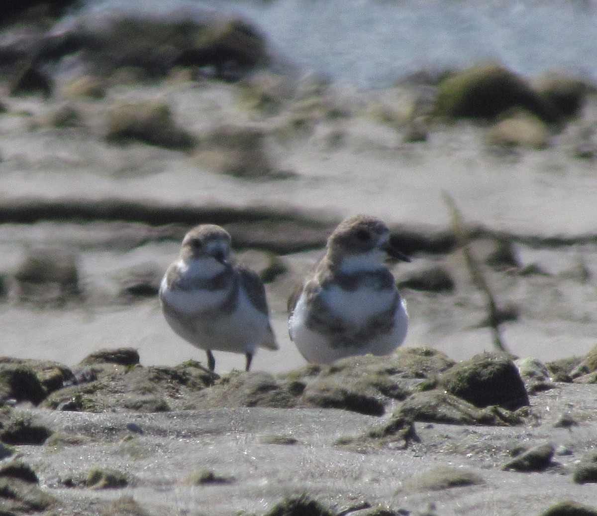 Two-banded Plover - ML273349021