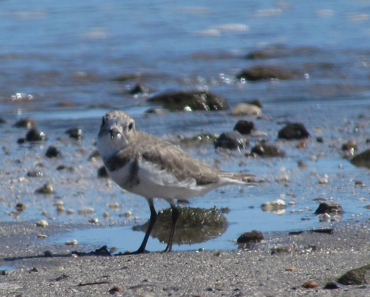 Two-banded Plover - ML273349031