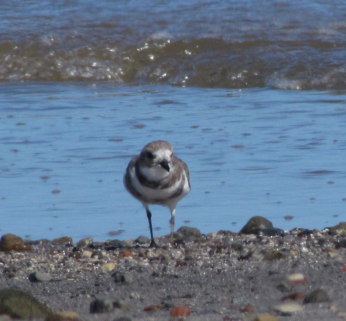 Two-banded Plover - ML273349041