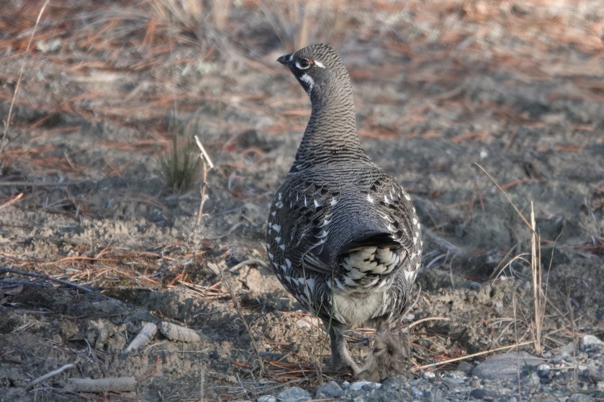 Spruce Grouse - ML273349091