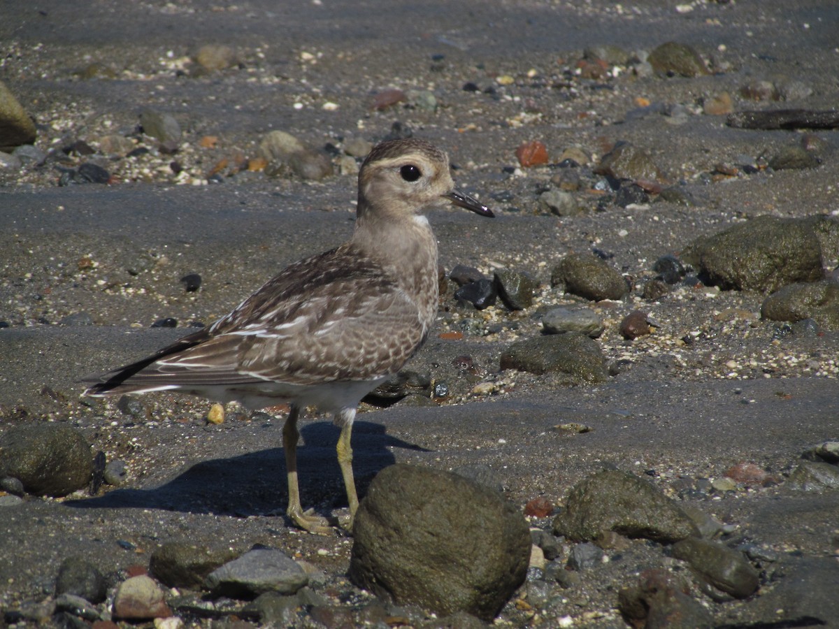 Rufous-chested Dotterel - ML273349121