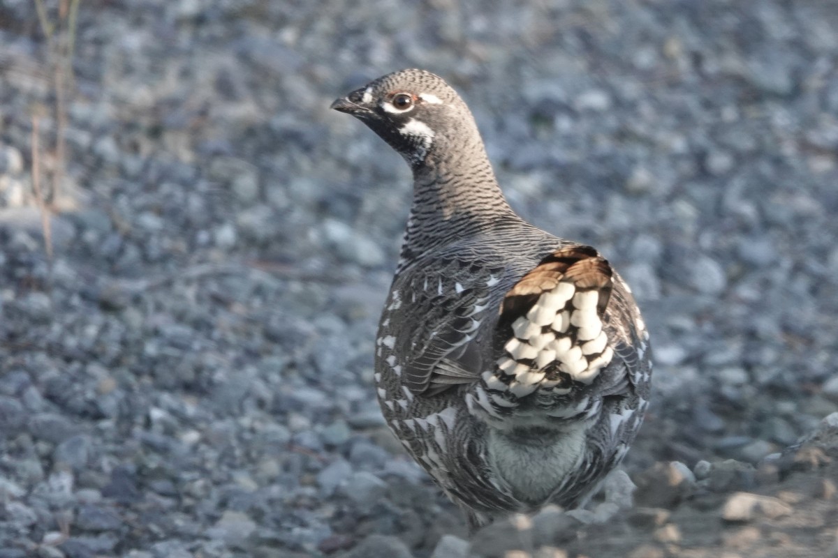 Spruce Grouse - ML273349171