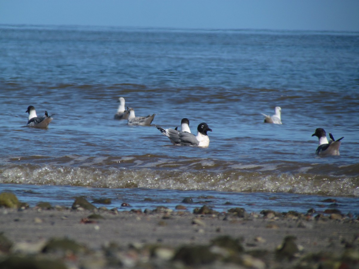 Brown-hooded Gull - ML273349461