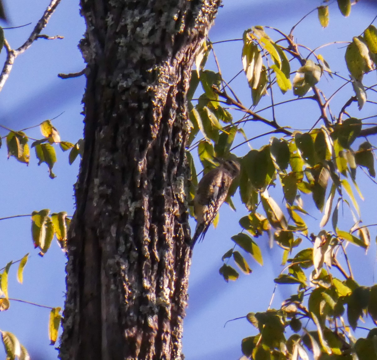 Yellow-bellied Sapsucker - ML273350371