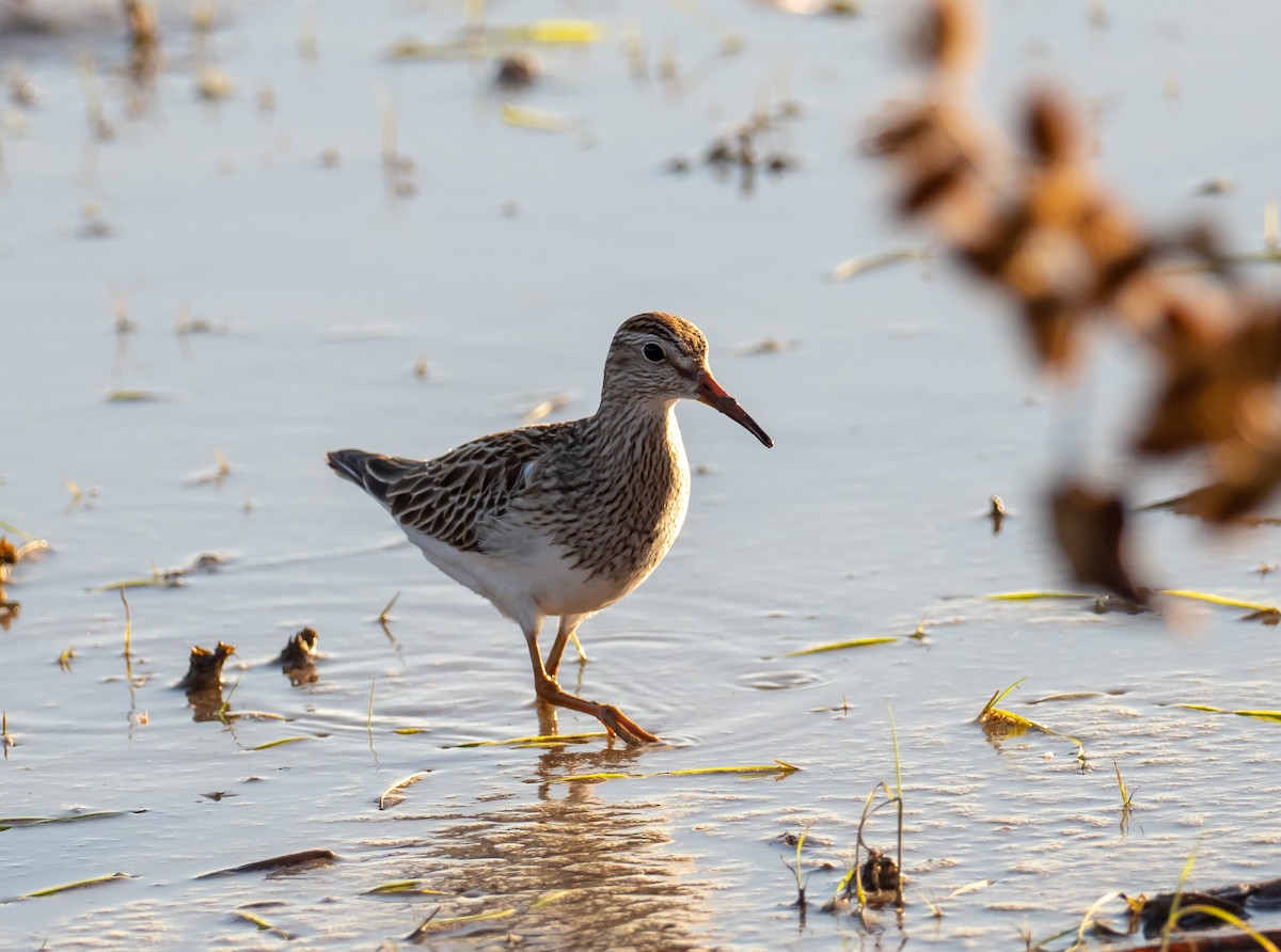 Pectoral Sandpiper - ML273350611