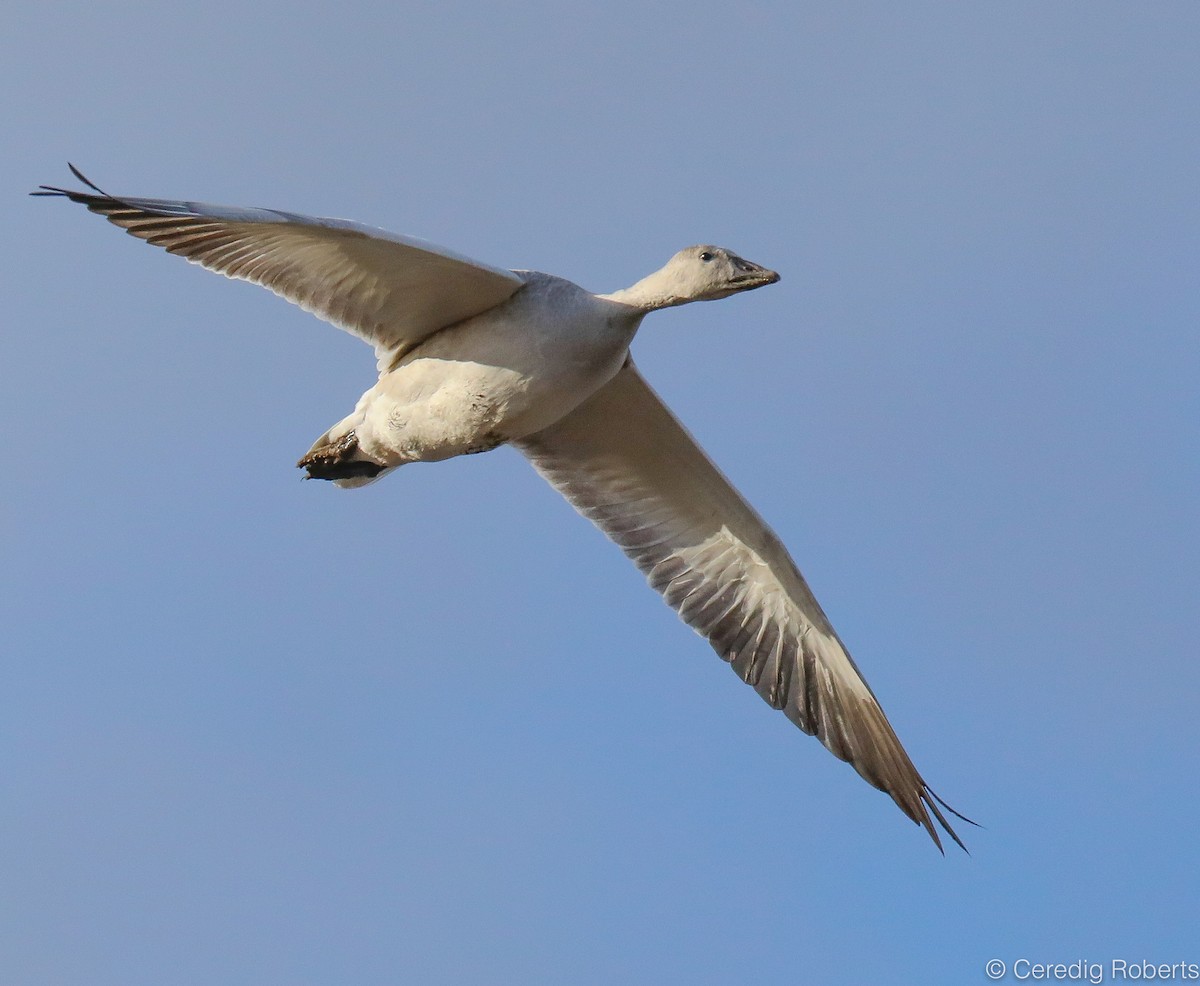 Snow Goose - ML273351241