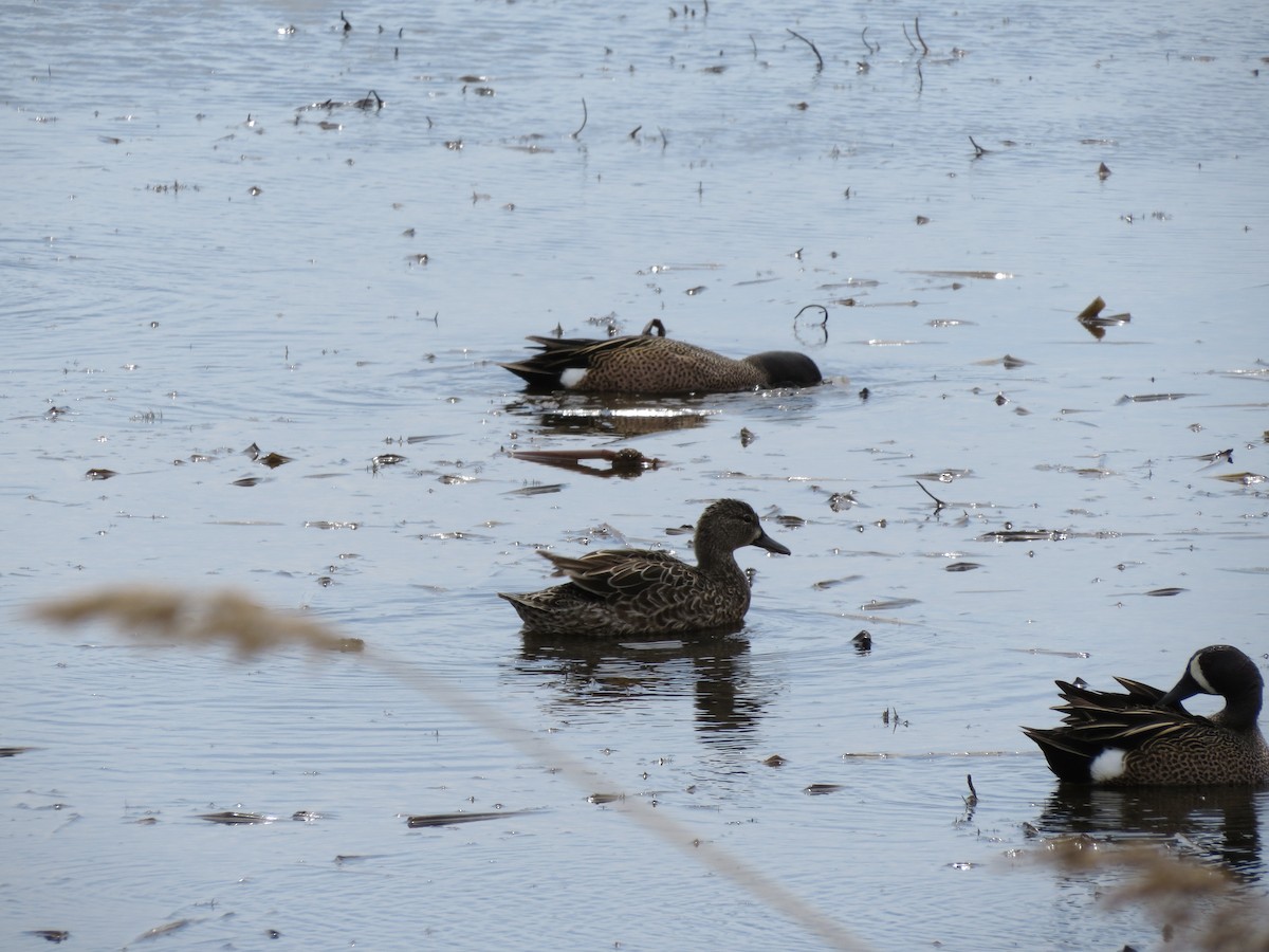 Blue-winged Teal - ML273352631
