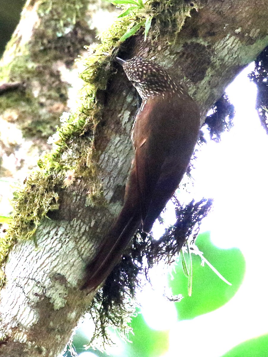 Spot-crowned Woodcreeper - Charlotte Byers