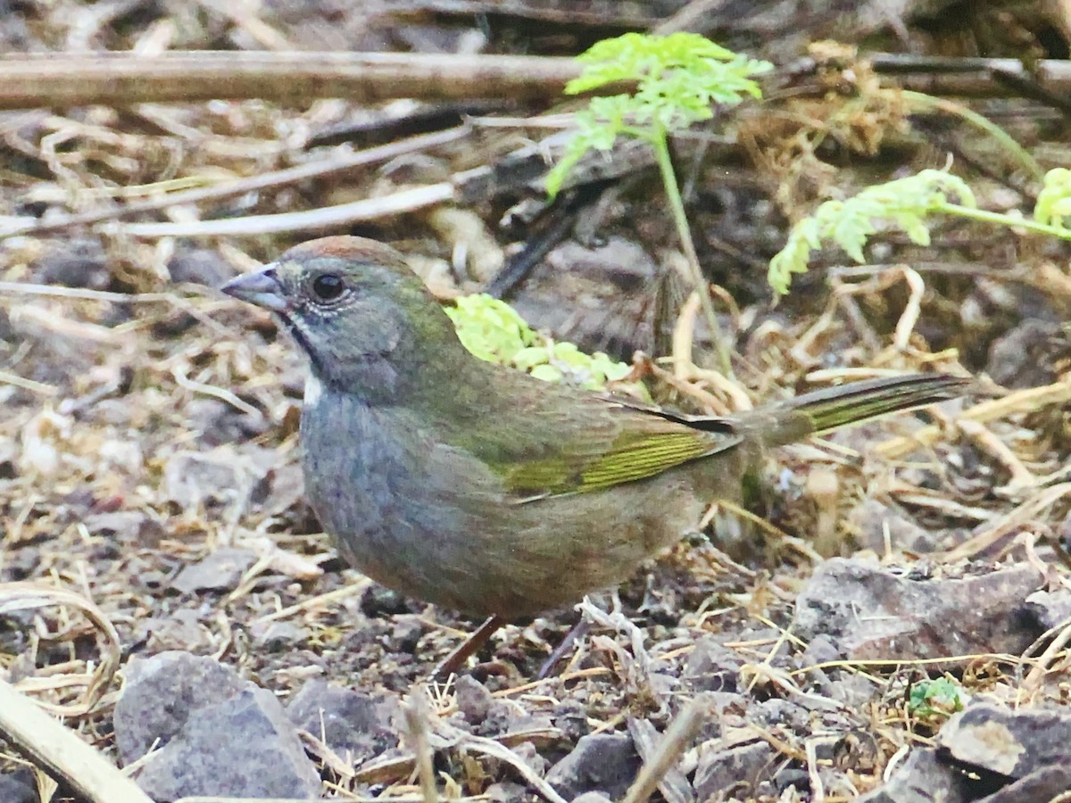 Green-tailed Towhee - ML273353161