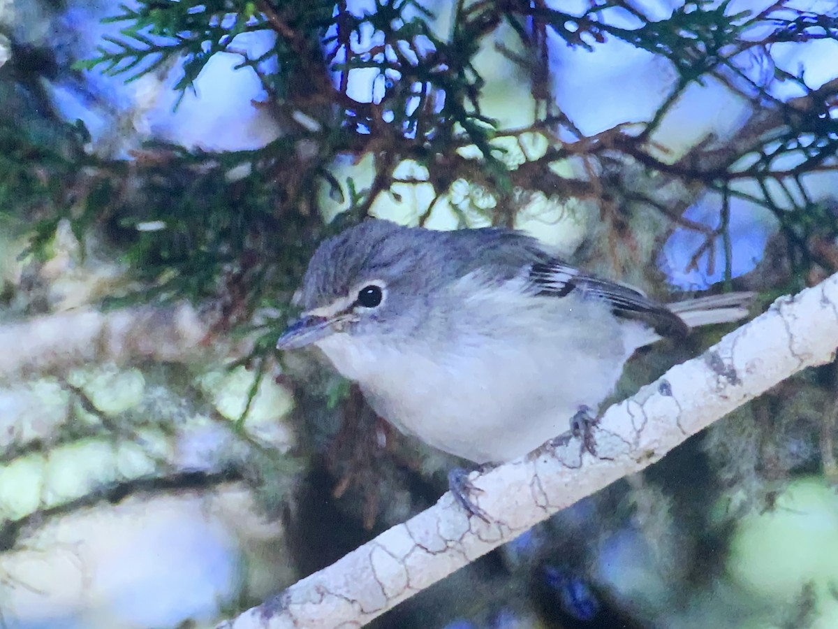 Plumbeous Vireo - ML273353301